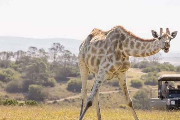 Tarangire National Park Safari